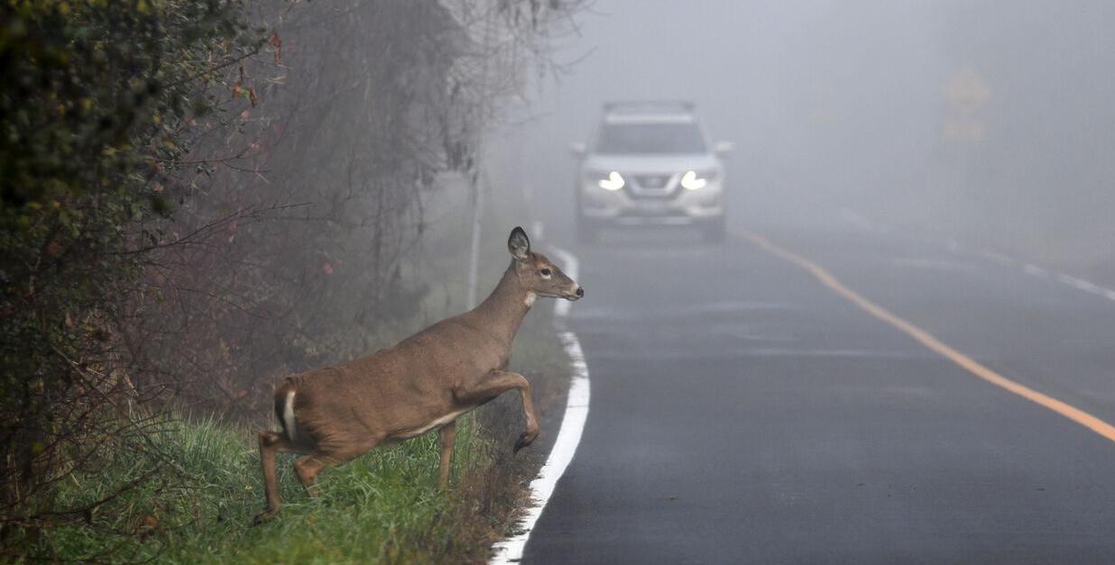 Ohio State Highway Patrol warns motorists to lookout for deer